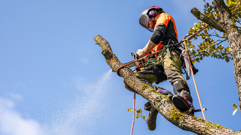 Arborist i Huddinge